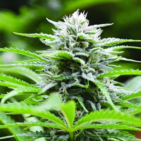 Kushhead 707 Feminised Cannabis Seeds