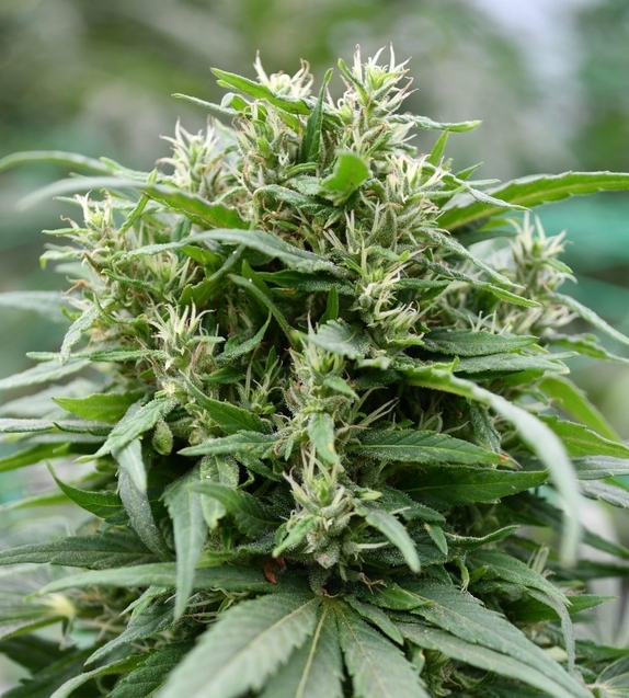 Blueberry Gelato Feminised Cannabis Seeds