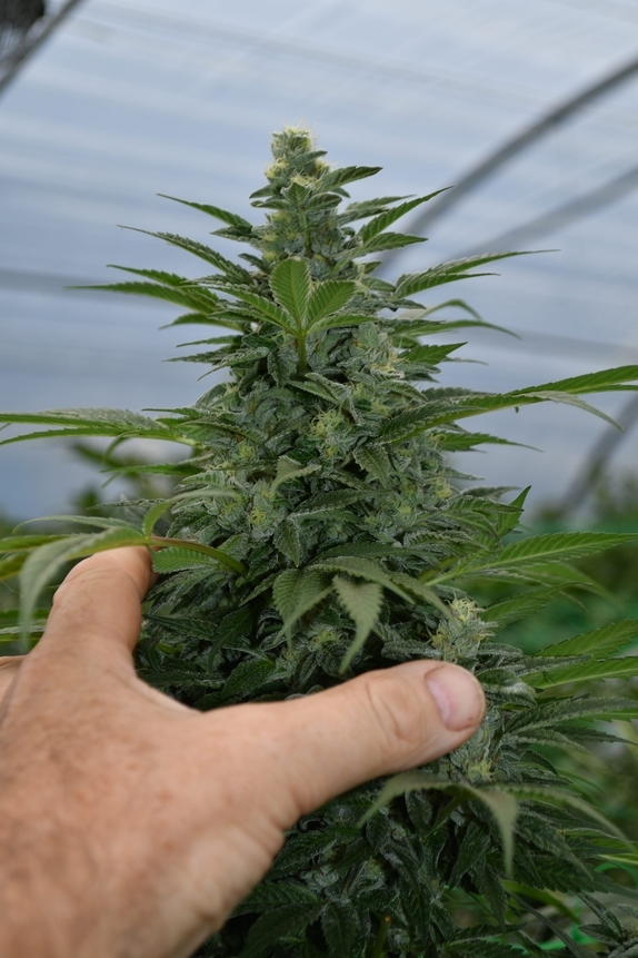 Critical Strawberry Banana Feminised Cannabis Seeds