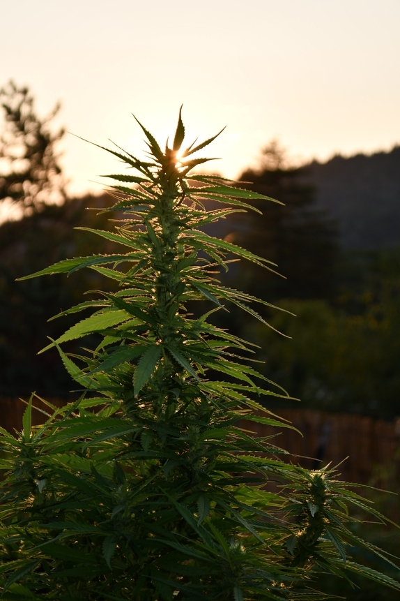 Sherbet Dip Feminised Cannabis Seeds