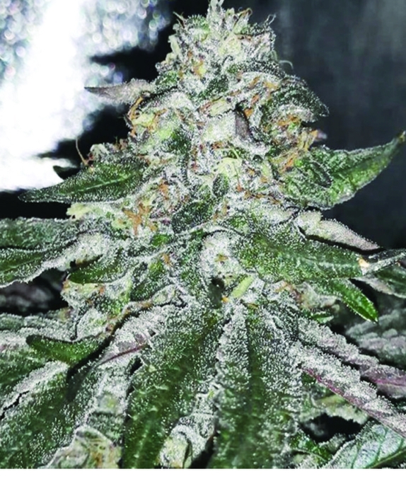 Orange Ice Cream Feminised Cannabis Seeds