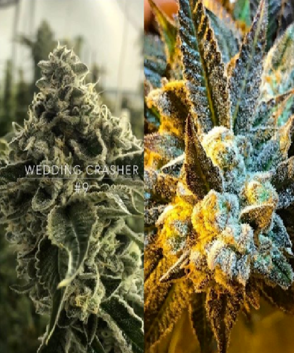 Orange Crasher Feminised Cannabis Seeds