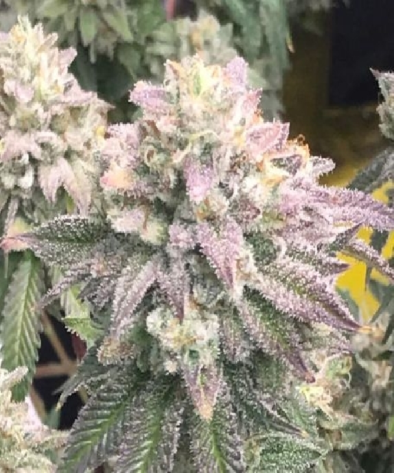 Glukies S1 Feminised Cannabis Seeds