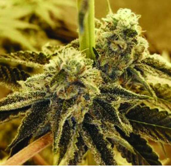 Tropicana Glue Feminised Cannabis Seeds