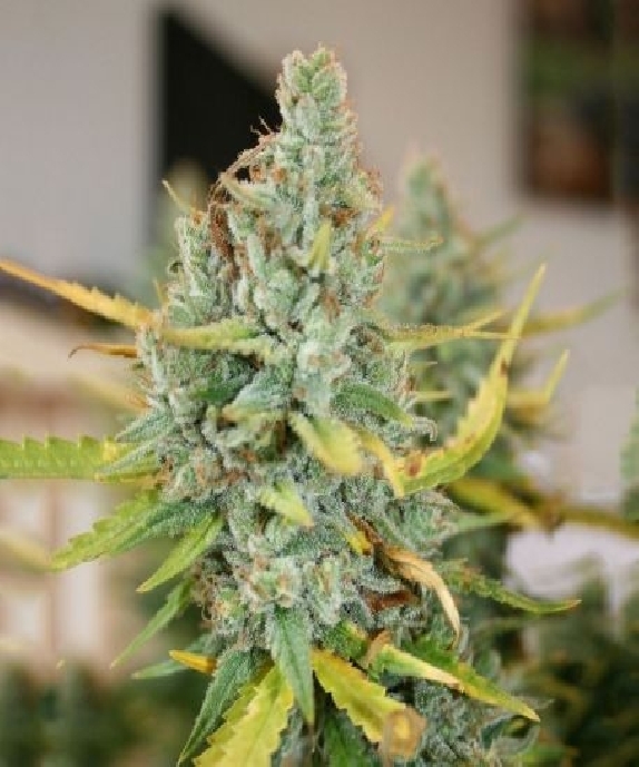 Glueberry Feminised Cannabis Seeds