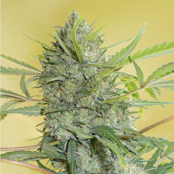 Serious Happiness Regular Cannabis Seeds