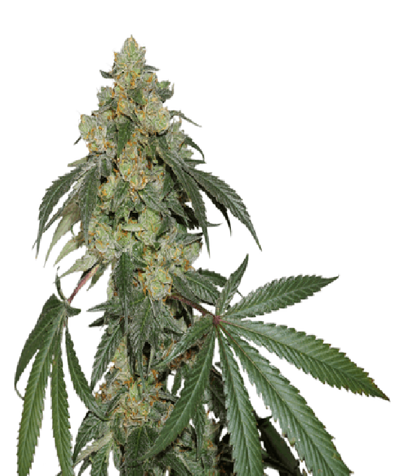 Cookies Fast Feminisd Cannabis Seeds