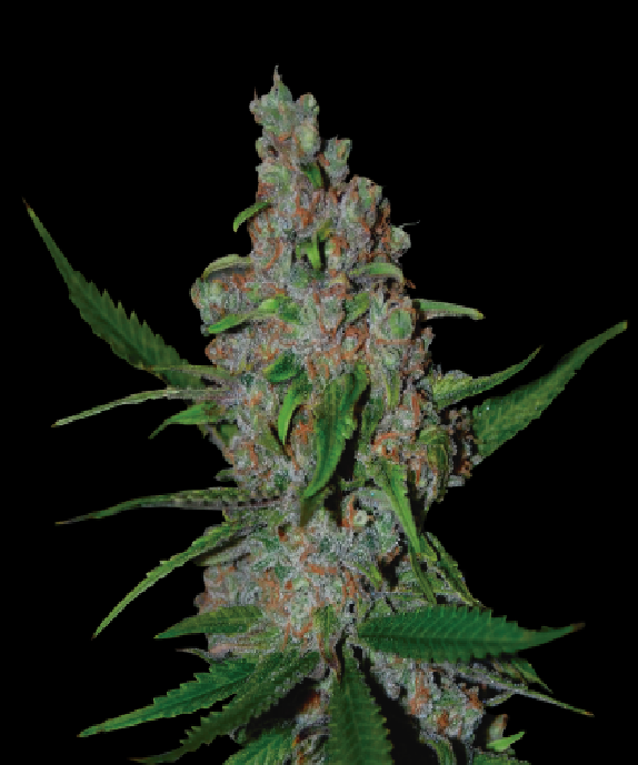 Gelato 41 Fast Feminised Cannabis Seeds