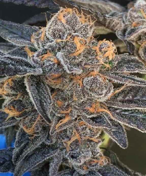 Girl Scout Gum Regular Cannabis Seeds