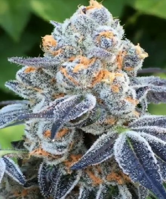 Death Scout Regular Cannabis Seeds