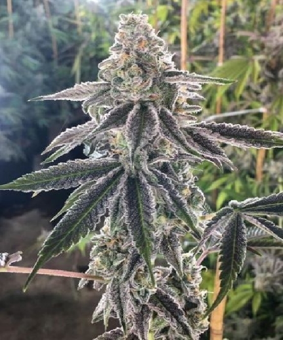 The Breath Regular Cannabis Seeds