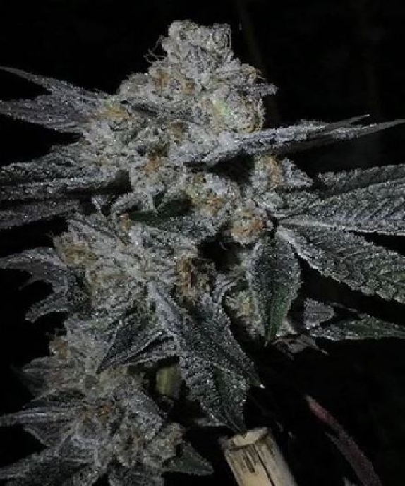 Dosi Cookies Regular  Cannabis Seeds