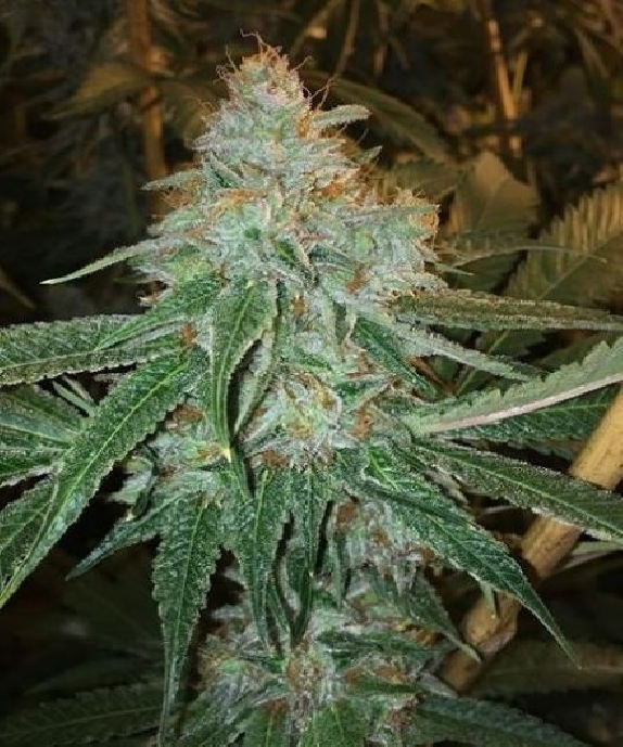 Pope Von Dank Regular Cannabis Seeds