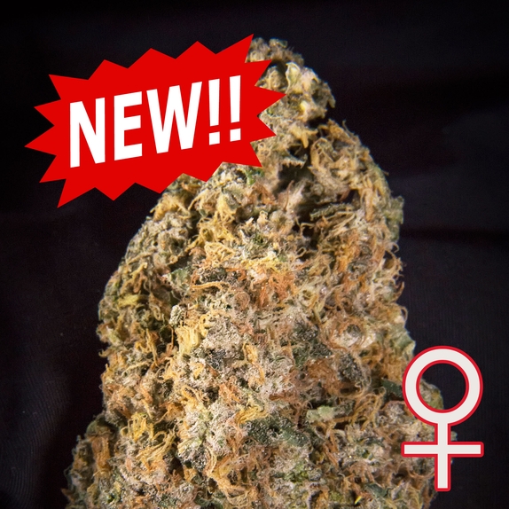 Diamond Queen Kush Auto Feminised) Cannabis Seeds