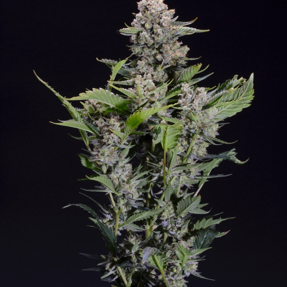 Blackberry Dream Feminised Cannabis Seeds