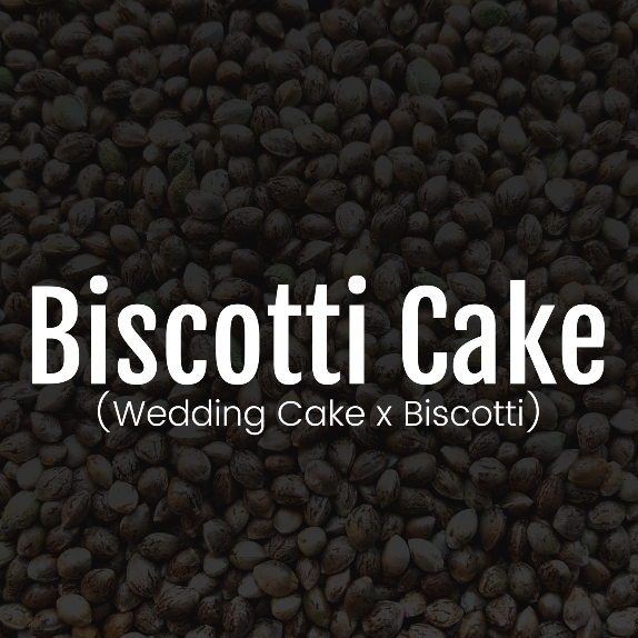 Biscotti Cake Feminised Cannabis Seeds