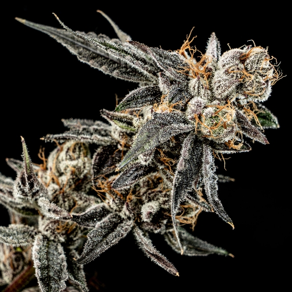 Gelato Punch Feminised  Cannabis Seeds