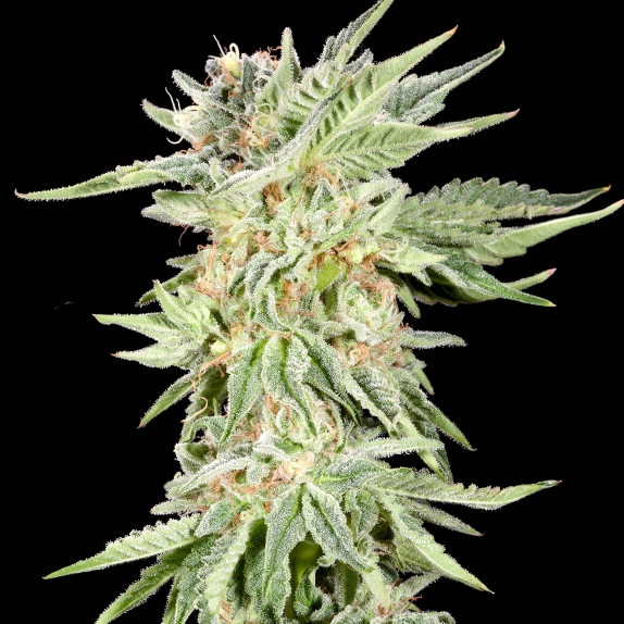 Gelato Sundae Feminised Cannabis Seeds