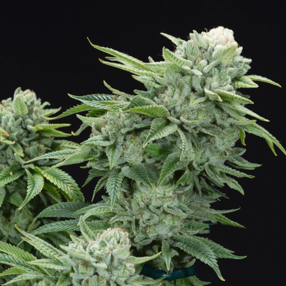 Gorilla Glue Feminised Cannabis Seeds