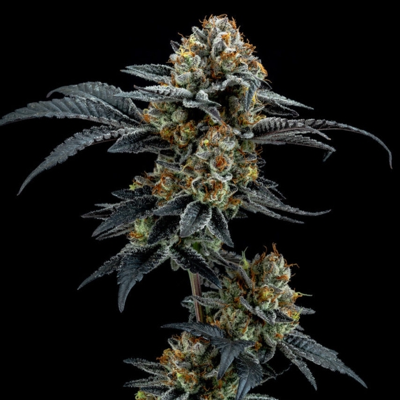 Gorilla Cookies Feminised Cannabis Seeds