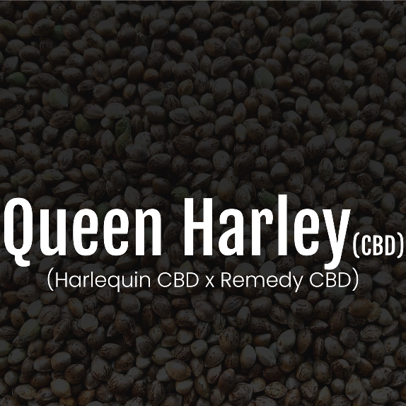 Queen Harley CBD Feminised Cannabis Seeds
