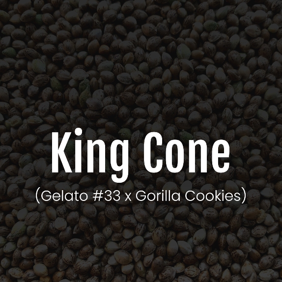 King Cone Feminised Cannabis Seeds