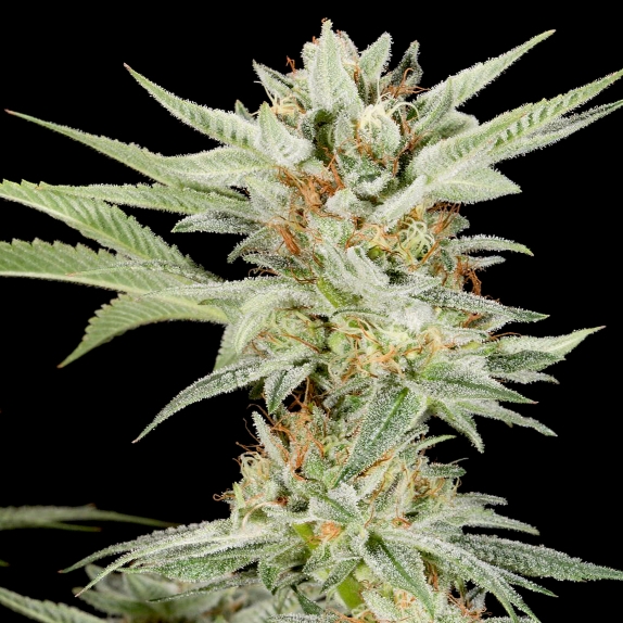 Lemon Gelato Feminised Cannabis Seeds