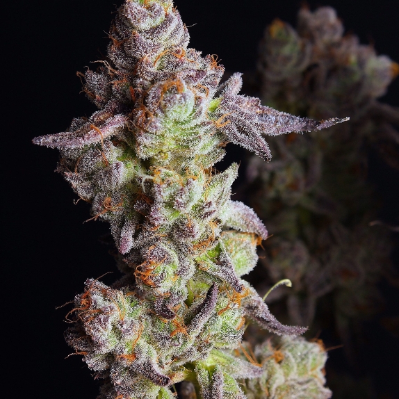 Punch Cake Feminised Cannabis Seeds