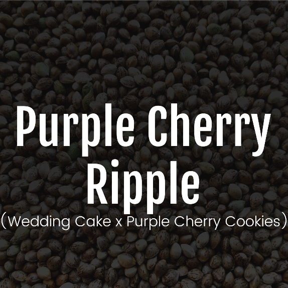 Purple Cherry Ripple Feminised Cannabis Seeds