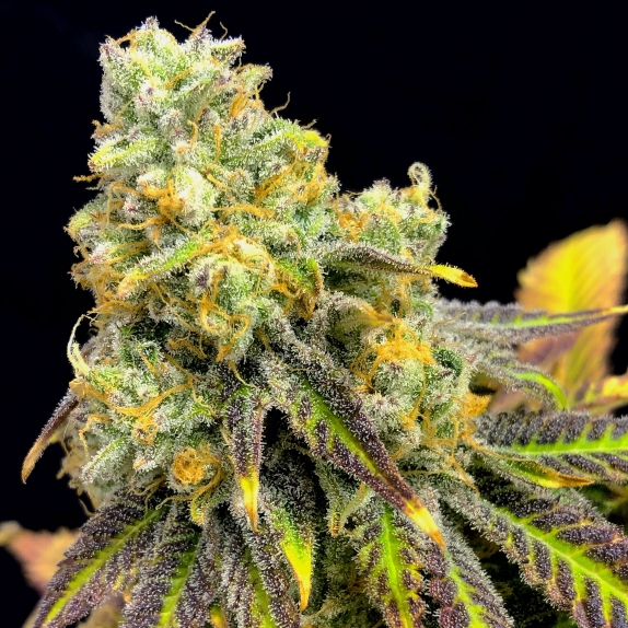 Sherbet Punch Feminised Cannabis Seeds