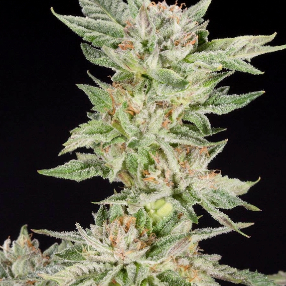 Strawberry Gelato Feminised Cannabis Seeds