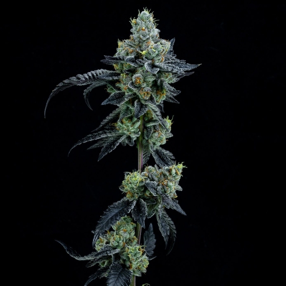 Thin Mint Girl Scout Cookies Feminised Cannabis Seeds
