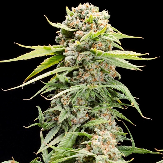 Triple Scoop Feminised Cannabis Seeds