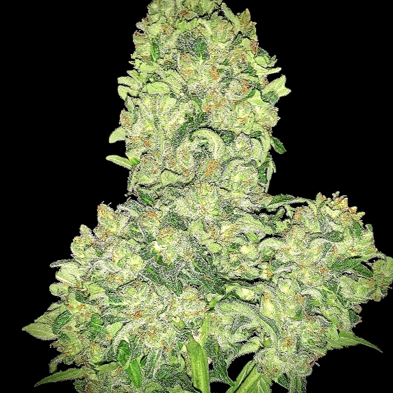 Alien Otto Auto Feminised Cannabis Seeds