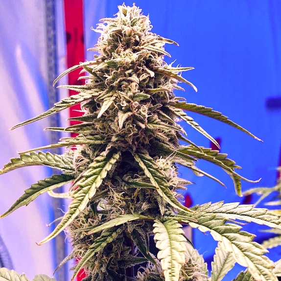 Shadow OG Auto Feminised Cannabis Seeds