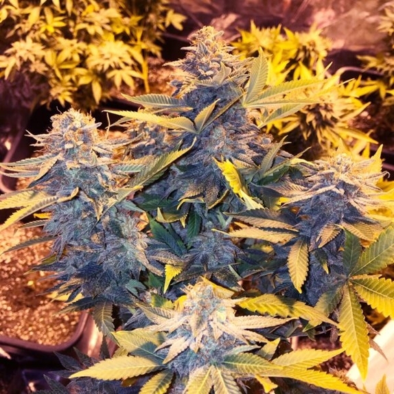 Somango Pineapple Feminised Cannabis Seeds