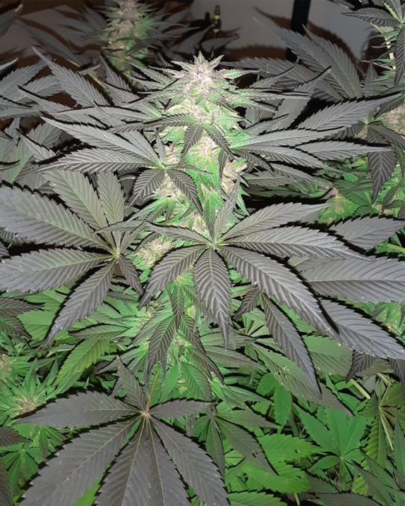 5G Feminised Cannabis Seeds