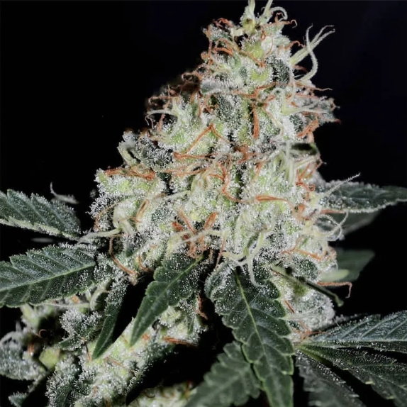 Stardawg Feminised Cannabis Seeds