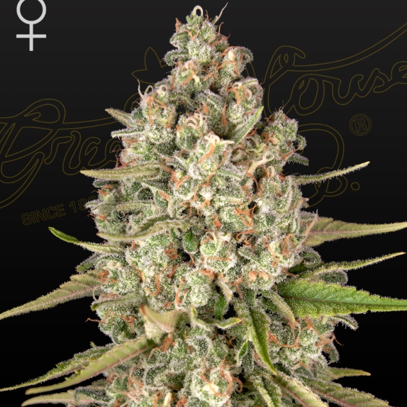 Lost Pearl Feminised Cannabis Seeds