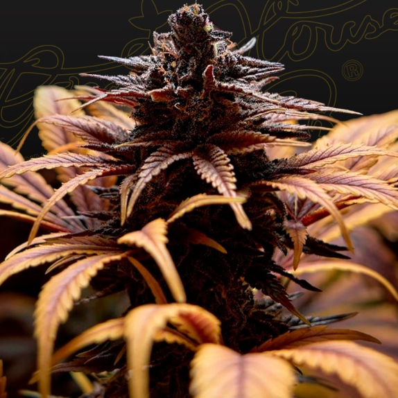 Deep Candy CBD Feminised Cannabis Seeds