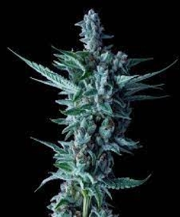 Citrus Skunk Auto Feminised Cannabis Seeds