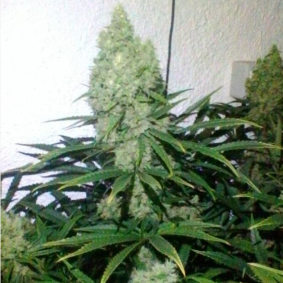 Zupreme Feminised Cannabis Seeds