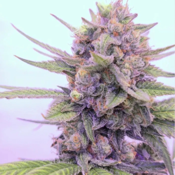 24K Tangie Feminised Cannabis Seeds