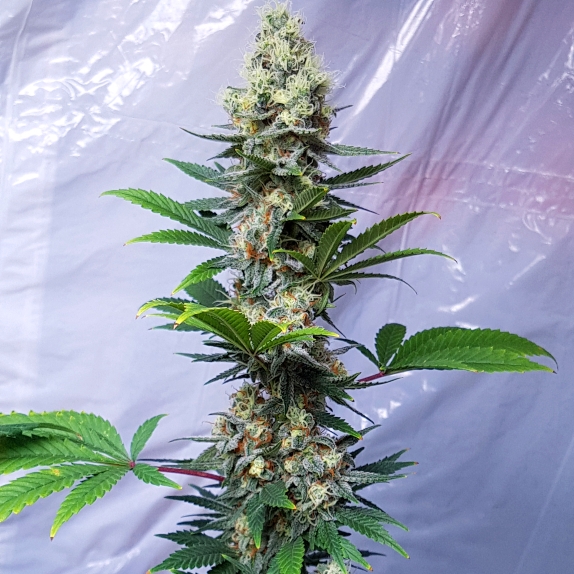 Critical Banana Smoothie Feminised Cannabis Seeds