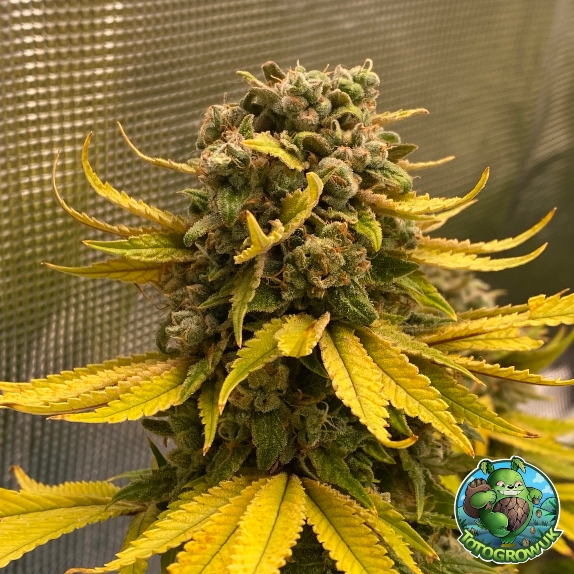 Critical Banana Smoothie Auto Feminised Cannabis Seeds