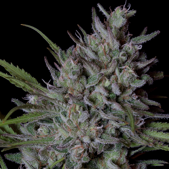 Crystal Runtz Cannabis Seeds