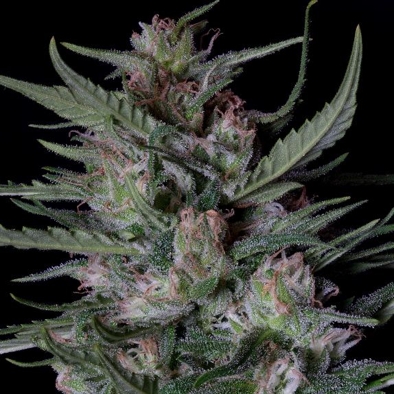 Dogstar Dawg Auto Cannabis Seeds