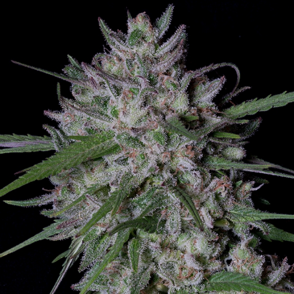 Gorilla Cookies Auto Cannabis Seeds