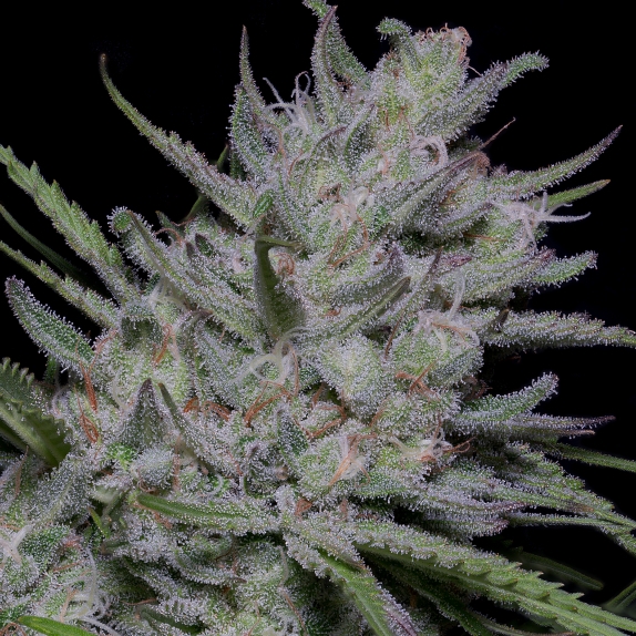 Bighead Superfast Auto Cannabis Seeds