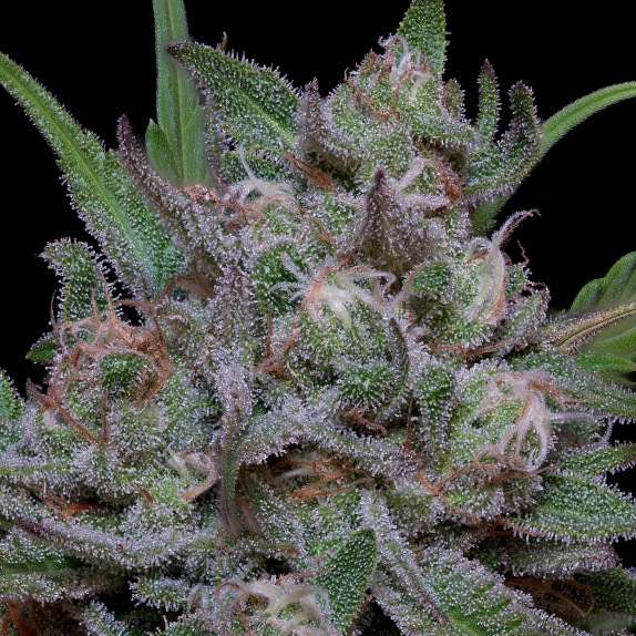 Trippy Sherbert Punch Auto Cannabis Seeds